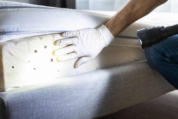 Best Insect Control  in Hartsdale, NY